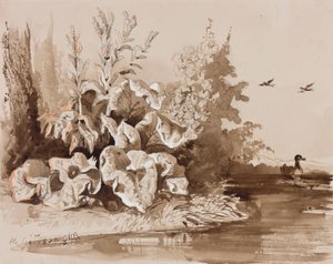 Studio di piante vicino a un ruscello con anatre, con aggiunte di un istruttore, 1856 da Prince Gaetano Maria Federico di Borbone